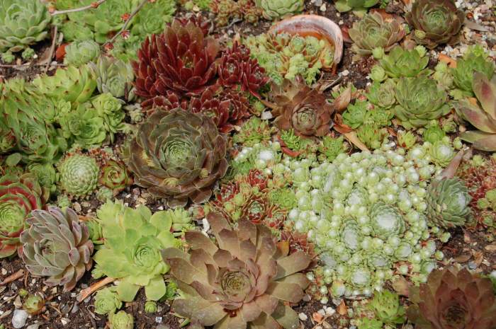 Sempervivum Dachwurz Hauswurz